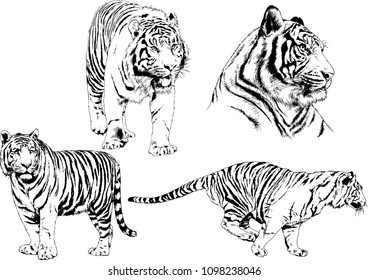 vector drawings sketches different predator , tigers lions cheetahs and leopards are drawn in ink by hand , objects with no background
