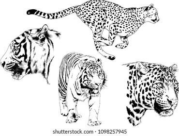 vector drawings sketches different predator , tigers lions cheetahs and leopards are drawn in ink by hand , objects with no background
