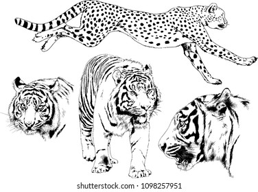 vector drawings sketches different predator , tigers lions cheetahs and leopards are drawn in ink by hand , objects with no background
