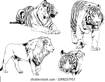 vector drawings sketches different predator , tigers lions cheetahs and leopards are drawn in ink by hand , objects with no background
