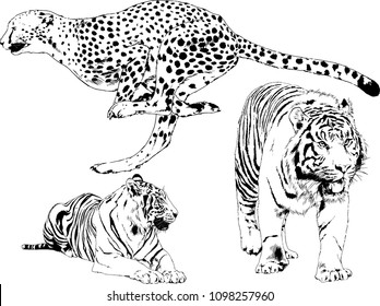 vector drawings sketches different predator , tigers lions cheetahs and leopards are drawn in ink by hand , objects with no background
