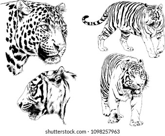 vector drawings sketches different predator , tigers lions cheetahs and leopards are drawn in ink by hand , objects with no background
