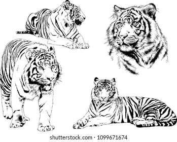 vector drawings sketches different predator , tigers lions cheetahs and leopards are drawn in ink by hand , objects with no background
