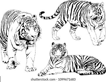 vector drawings sketches different predator , tigers lions cheetahs and leopards are drawn in ink by hand , objects with no background
