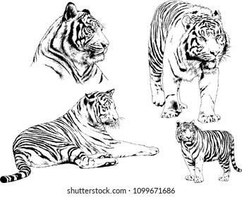 vector drawings sketches different predator , tigers lions cheetahs and leopards are drawn in ink by hand , objects with no background
