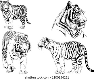 vector drawings sketches different predator , tigers lions cheetahs and leopards are drawn in ink by hand , objects with no background
