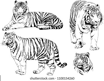 vector drawings sketches different predator , tigers lions cheetahs and leopards are drawn in ink by hand , objects with no background
