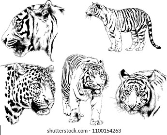 vector drawings sketches different predator , tigers lions cheetahs and leopards are drawn in ink by hand , objects with no background
