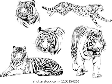 vector drawings sketches different predator , tigers lions cheetahs and leopards are drawn in ink by hand , objects with no background

