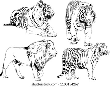 vector drawings sketches different predator , tigers lions cheetahs and leopards are drawn in ink by hand , objects with no background
