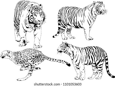 vector drawings sketches different predator , tigers lions cheetahs and leopards are drawn in ink by hand , objects with no background
