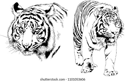 vector drawings sketches different predator , tigers lions cheetahs and leopards are drawn in ink by hand , objects with no background
