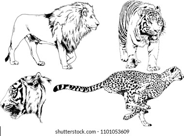 vector drawings sketches different predator , tigers lions cheetahs and leopards are drawn in ink by hand , objects with no background

