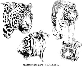 vector drawings sketches different predator , tigers lions cheetahs and leopards are drawn in ink by hand , objects with no background
