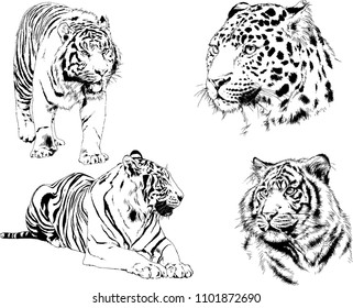 vector drawings sketches different predator , tigers lions cheetahs and leopards are drawn in ink by hand , objects with no background

