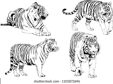 vector drawings sketches different predator , tigers lions cheetahs and leopards are drawn in ink by hand , objects with no background
