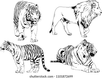 vector drawings sketches different predator , tigers lions cheetahs and leopards are drawn in ink by hand , objects with no background
