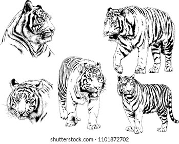 vector drawings sketches different predator , tigers lions cheetahs and leopards are drawn in ink by hand , objects with no background
