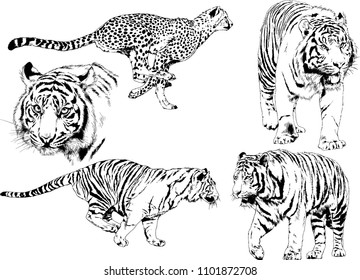 vector drawings sketches different predator , tigers lions cheetahs and leopards are drawn in ink by hand , objects with no background
