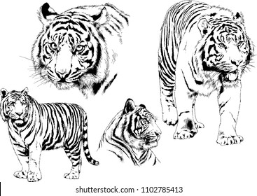 vector drawings sketches different predator , tigers lions cheetahs and leopards are drawn in ink by hand , objects with no background
