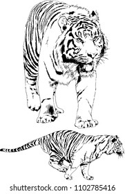 vector drawings sketches different predator , tigers lions cheetahs and leopards are drawn in ink by hand , objects with no background
