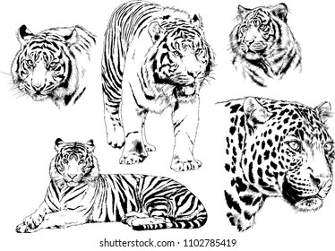 vector drawings sketches different predator , tigers lions cheetahs and leopards are drawn in ink by hand , objects with no background
