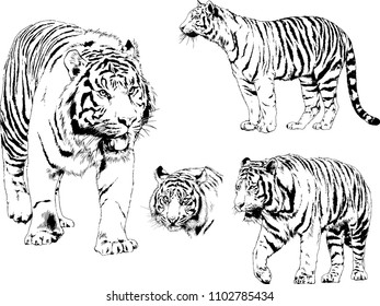 vector drawings sketches different predator , tigers lions cheetahs and leopards are drawn in ink by hand , objects with no background
