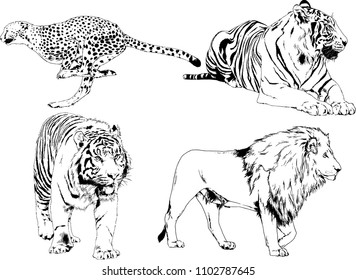 vector drawings sketches different predator , tigers lions cheetahs and leopards are drawn in ink by hand , objects with no background
