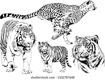 vector drawings sketches different predator , tigers lions cheetahs and leopards are drawn in ink by hand , objects with no background
