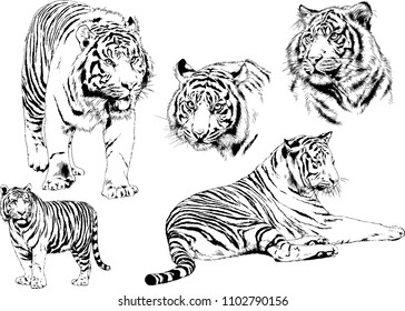 vector drawings sketches different predator , tigers lions cheetahs and leopards are drawn in ink by hand , objects with no background
