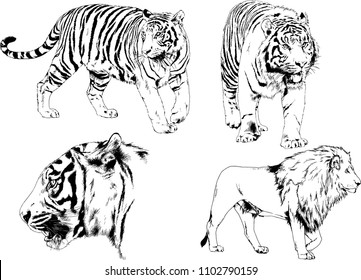 vector drawings sketches different predator , tigers lions cheetahs and leopards are drawn in ink by hand , objects with no background
