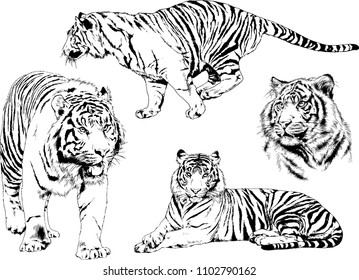 vector drawings sketches different predator , tigers lions cheetahs and leopards are drawn in ink by hand , objects with no background
