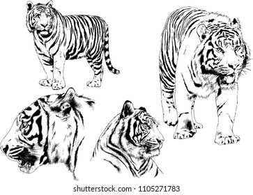vector drawings sketches different predator , tigers lions cheetahs and leopards are drawn in ink by hand , objects with no background
