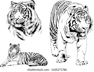 vector drawings sketches different predator , tigers lions cheetahs and leopards are drawn in ink by hand , objects with no background
