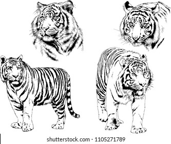 vector drawings sketches different predator , tigers lions cheetahs and leopards are drawn in ink by hand , objects with no background
