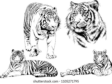 vector drawings sketches different predator , tigers lions cheetahs and leopards are drawn in ink by hand , objects with no background
