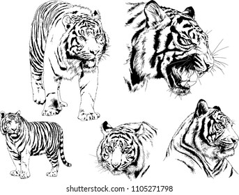 vector drawings sketches different predator , tigers lions cheetahs and leopards are drawn in ink by hand , objects with no background
