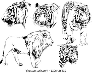 vector drawings sketches different predator , tigers lions cheetahs and leopards are drawn in ink by hand , objects with no background
