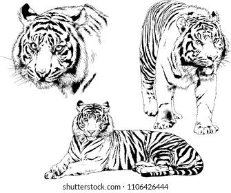 vector drawings sketches different predator , tigers lions cheetahs and leopards are drawn in ink by hand , objects with no background
