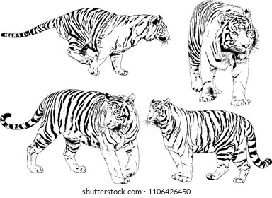 vector drawings sketches different predator , tigers lions cheetahs and leopards are drawn in ink by hand , objects with no background
