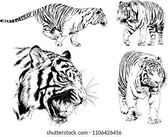 vector drawings sketches different predator , tigers lions cheetahs and leopards are drawn in ink by hand , objects with no background
