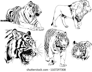vector drawings sketches different predator , tigers lions cheetahs and leopards are drawn in ink by hand , objects with no background
