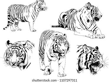 vector drawings sketches different predator , tigers lions cheetahs and leopards are drawn in ink by hand , objects with no background
