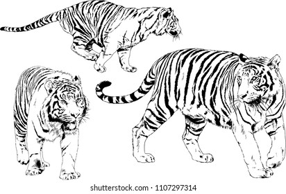 vector drawings sketches different predator , tigers lions cheetahs and leopards are drawn in ink by hand , objects with no background
