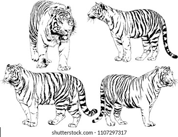 vector drawings sketches different predator , tigers lions cheetahs and leopards are drawn in ink by hand , objects with no background
