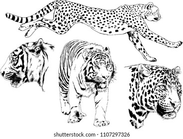 vector drawings sketches different predator , tigers lions cheetahs and leopards are drawn in ink by hand , objects with no background
