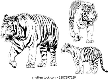 vector drawings sketches different predator , tigers lions cheetahs and leopards are drawn in ink by hand , objects with no background
