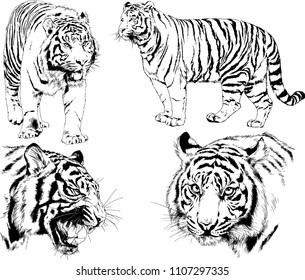 vector drawings sketches different predator , tigers lions cheetahs and leopards are drawn in ink by hand , objects with no background
