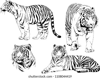 vector drawings sketches different predator , tigers lions cheetahs and leopards are drawn in ink by hand , objects with no background
