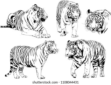 vector drawings sketches different predator , tigers lions cheetahs and leopards are drawn in ink by hand , objects with no background
